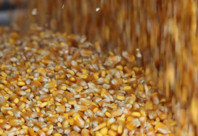Big Kansas Corn Crop Predicted