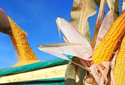 Kansas Leader Joins Nation’s Corn Growers for Policy Review