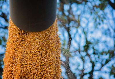 Kansas Corn Crop Pegged at 5.3 Million Acres
