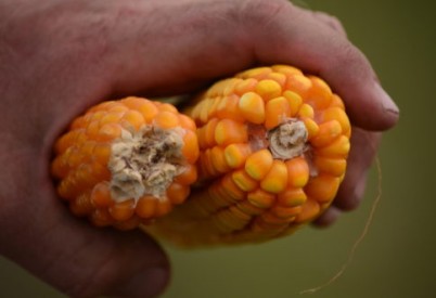 Crop Spotlight – Kansas-Grown Popcorn