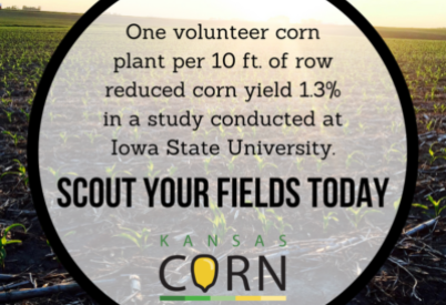 Volunteer Corn Poses Threat to This Year’s Yields