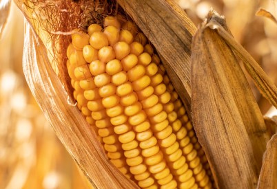 Trade Actions Improve Outlook for Kansas Corn Growers