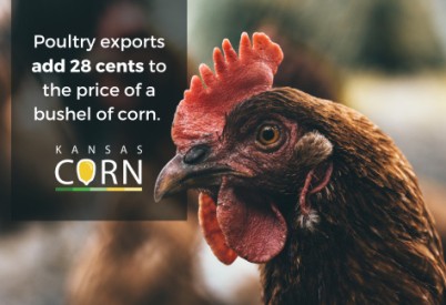 Poultry Is High on Corn’s Market Development Pecking Order