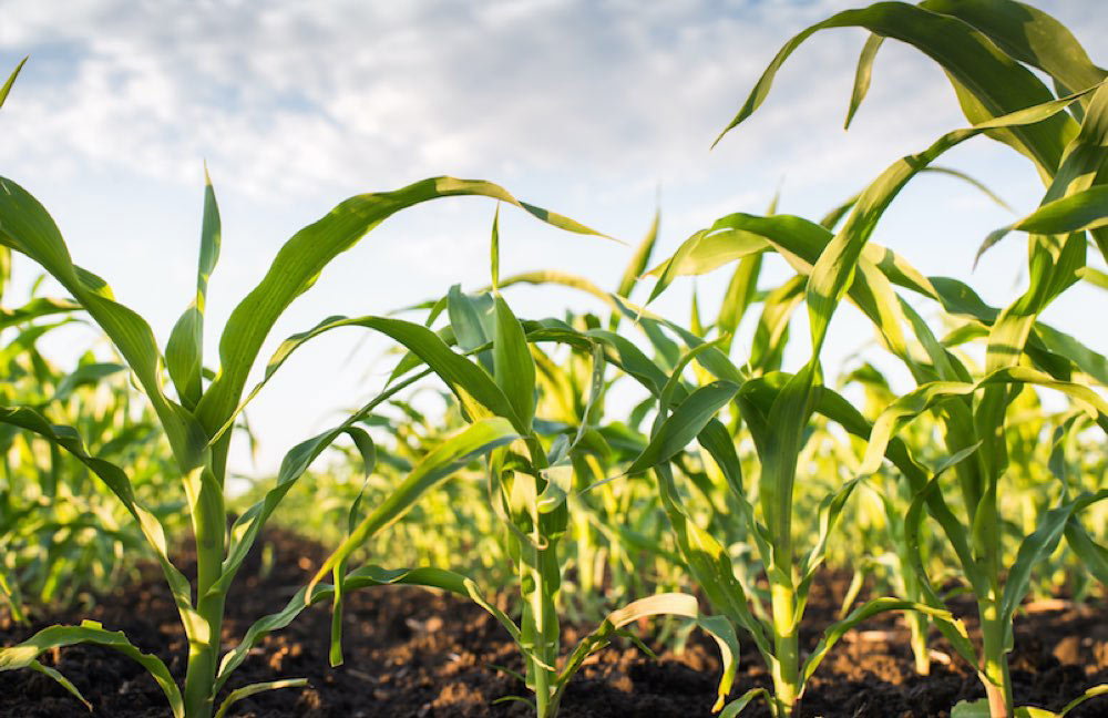 Kansas-Corn-Homepage-Support-Growers-image