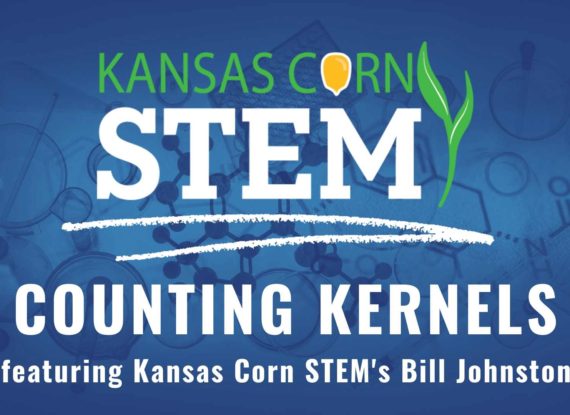 KS Corn STEM CL Video Intro  Counting Kernels