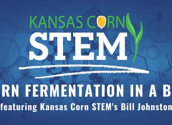 KS Corn STEM CL Video Intro  Counting Kernels (1)